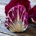 Radicchio Garden Seeds - Palla Rosa Variety - 1 oz - Heirloom Vegetable Gardening Seed - Grow Non-GMO Vegetables and Salad Greens   565582789